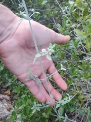 Micromeria fruticosa