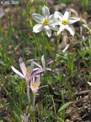 Narcissus deficiens