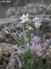 Narcissus deficiens