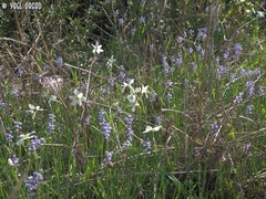Muscari parviflorum