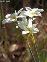 Narcissus deficiens