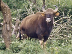 Bos gaurus