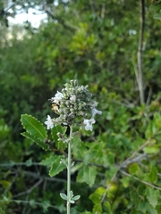 Micromeria fruticosa
