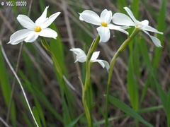 Narcissus deficiens