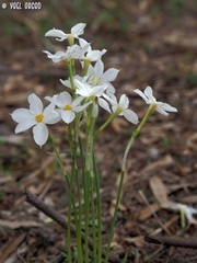 Narcissus deficiens