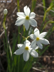 Narcissus deficiens