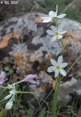 Narcissus deficiens