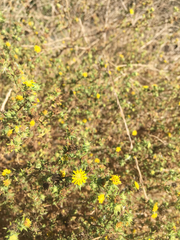 Centromadia parryi australis