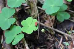 Pyropterus nigroruber