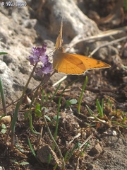 Colotis fausta