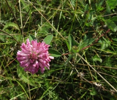 Trifolium medium medium