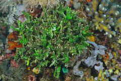 Phyllodiscus semoni
