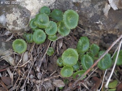 Umbilicus intermedius