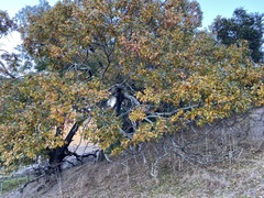 Quercus kelloggii