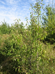 Pyrus communis communis
