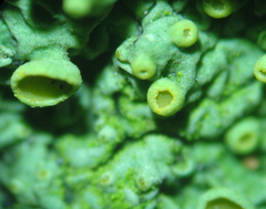 Xanthoria parietina
