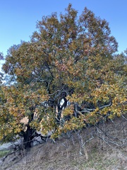 Quercus kelloggii