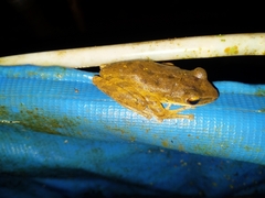 Polypedates leucomystax