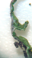 Xanthoria parietina