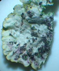 Xanthoria parietina