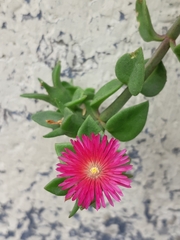 Mesembryanthemum cordifolium