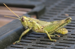 Campylacantha olivacea