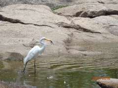 Ardea alba