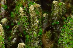 Phyllodiscus semoni