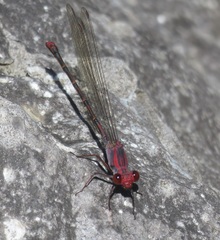Argia funcki