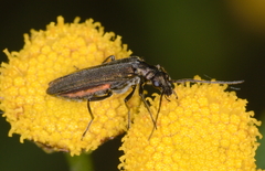 Oedemera