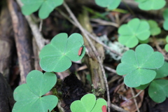 Pyropterus nigroruber