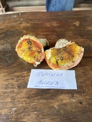 Russula aurea