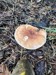 Leucopaxillus