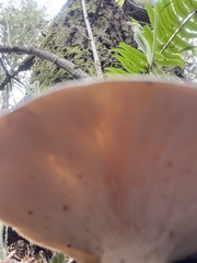 Leucopaxillus