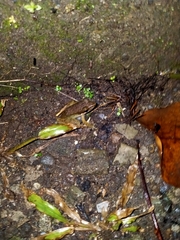 Chalcorana chalconota