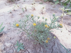 Hymenoxys anthemoides