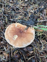 Leucopaxillus