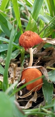 Marasmius vagus