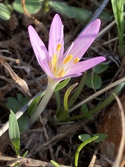 Colchicum stevenii