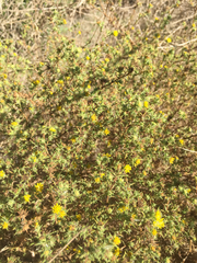 Centromadia parryi australis