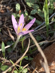 Colchicum stevenii