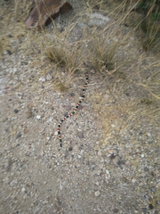 Micruroides euryxanthus