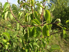 Pyrus communis communis