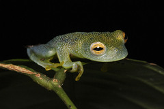 Cochranella granulosa