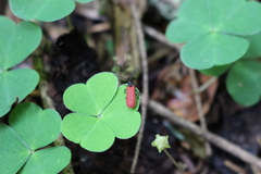 Pyropterus nigroruber