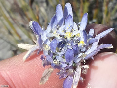 Lachnaea filamentosa