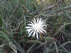 Praecereus euchlorus