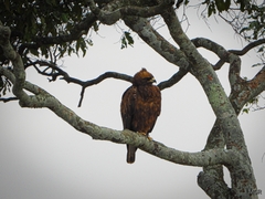 Hieraaetus wahlbergi