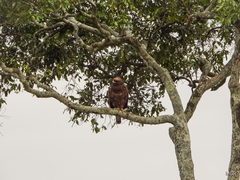 Hieraaetus wahlbergi