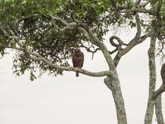 Hieraaetus wahlbergi